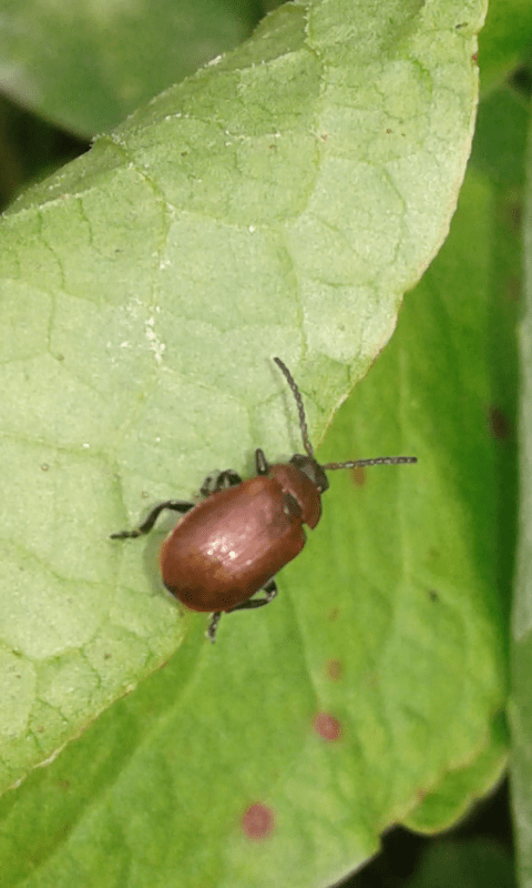 Chrysomelidae : Galeruca rufa? S.